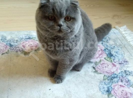 6 Aylık Erkek Scottish Fold görsel