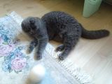 6 Aylık Erkek Scottish Fold