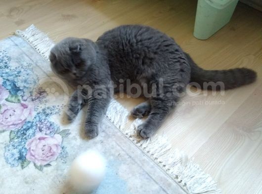 6 Aylık Erkek Scottish Fold görsel