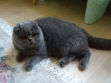 6 Aylık Erkek Scottish Fold