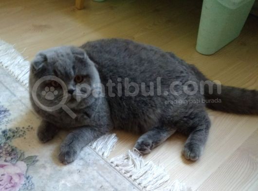 6 Aylık Erkek Scottish Fold