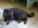 6 Aylık Erkek Scottish Fold