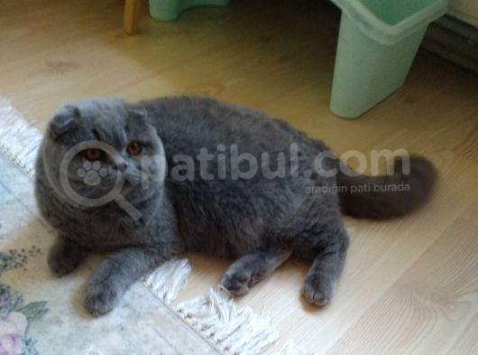 6 Aylık Erkek Scottish Fold görsel