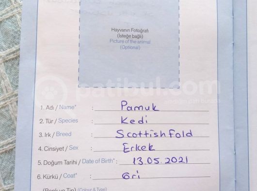 6 Aylık Erkek Scottish Fold görsel