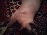 3 Aylık British Shorthair Sağlıklı Ve Tuvalet Eğitimi Var