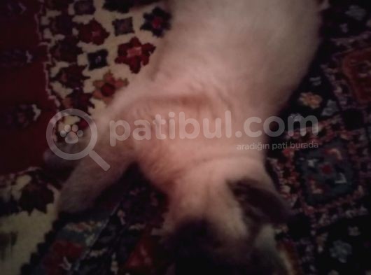 3 Aylık British Shorthair Sağlıklı Ve Tuvalet Eğitimi Var görsel