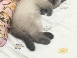 3 Aylık British Shorthair Sağlıklı Ve Tuvalet Eğitimi Var