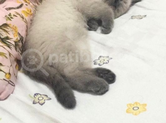 3 Aylık British Shorthair Sağlıklı Ve Tuvalet Eğitimi Var görsel