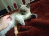 3 Aylık British Shorthair Sağlıklı Ve Tuvalet Eğitimi Var