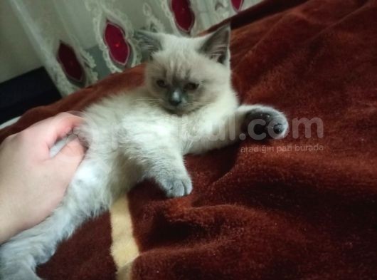 3 Aylık British Shorthair Sağlıklı Ve Tuvalet Eğitimi Var görsel