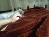3 Aylık British Shorthair Sağlıklı Ve Tuvalet Eğitimi Var