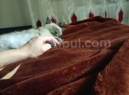 3 Aylık British Shorthair Sağlıklı Ve Tuvalet Eğitimi Var görsel