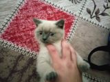 3 Aylık British Shorthair Sağlıklı ve Tuvalet Eğitimi Var