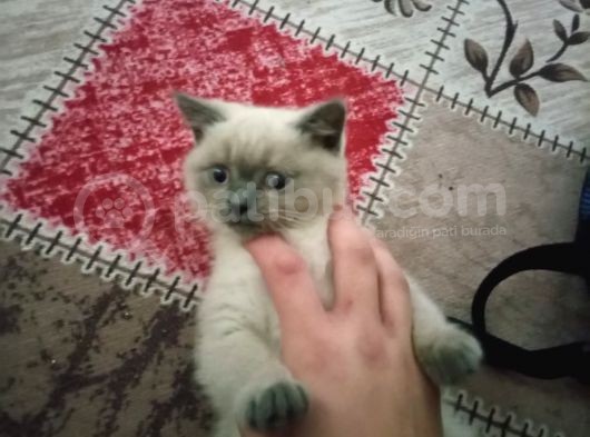 3 Aylık British Shorthair Sağlıklı Ve Tuvalet Eğitimi Var