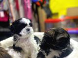 İlk Uygulamaları Yapıldı Sağlık Ve Irk Garantili Mükemmel Shih Tzu Yavruları