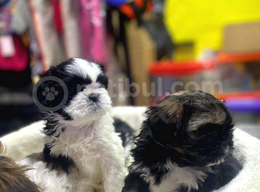 İlk Uygulamaları Yapıldı Sağlık Ve Irk Garantili Mükemmel Shih Tzu Yavruları görsel