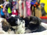 İlk Uygulamaları Yapıldı Sağlık Ve Irk Garantili Mükemmel Shih Tzu Yavruları