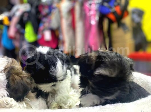 İlk Uygulamaları Yapıldı Sağlık Ve Irk Garantili Mükemmel Shih Tzu Yavruları görsel