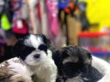 İlk Uygulamaları Yapıldı Sağlık Ve Irk Garantili Mükemmel Shih Tzu Yavruları