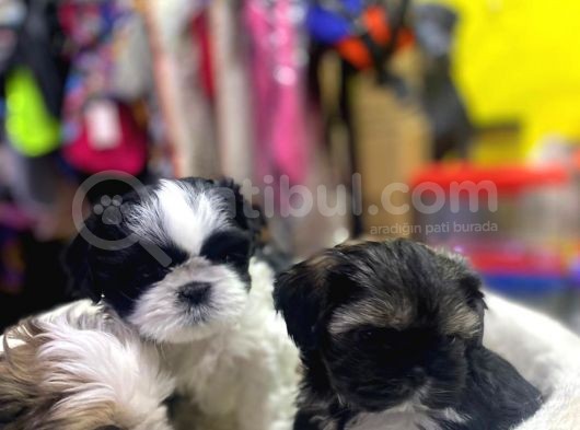 İlk Uygulamaları Yapıldı Sağlık Ve Irk Garantili Mükemmel Shih Tzu Yavruları görsel