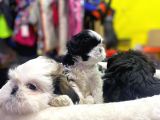 İlk Uygulamaları Yapıldı Sağlık Ve Irk Garantili Mükemmel Shih Tzu Yavruları