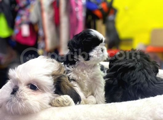 İlk Uygulamaları Yapıldı Sağlık Ve Irk Garantili Mükemmel Shih Tzu Yavruları görsel