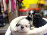 İlk Uygulamaları Yapıldı Sağlık Ve Irk Garantili Mükemmel Shih Tzu Yavruları