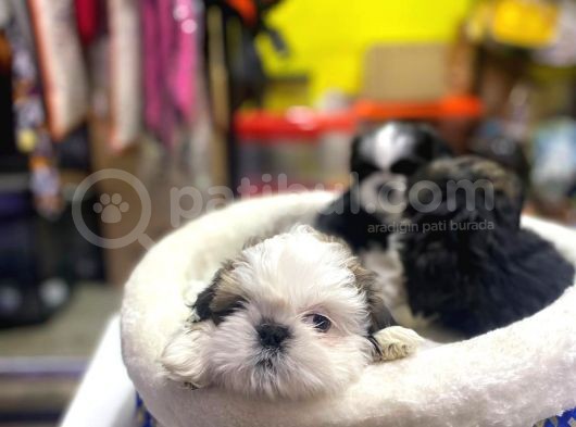 İlk Uygulamaları Yapıldı Sağlık Ve Irk Garantili Mükemmel Shih Tzu Yavruları görsel