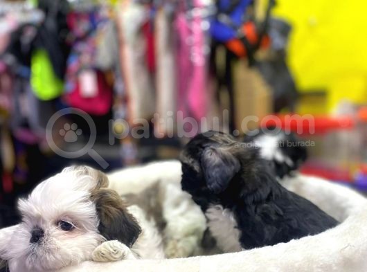 İlk Uygulamaları Yapıldı Sağlık Ve Irk Garantili Mükemmel Shih Tzu Yavruları görsel
