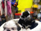İlk Uygulamaları Yapıldı Sağlık Ve Irk Garantili Mükemmel Shih Tzu Yavruları