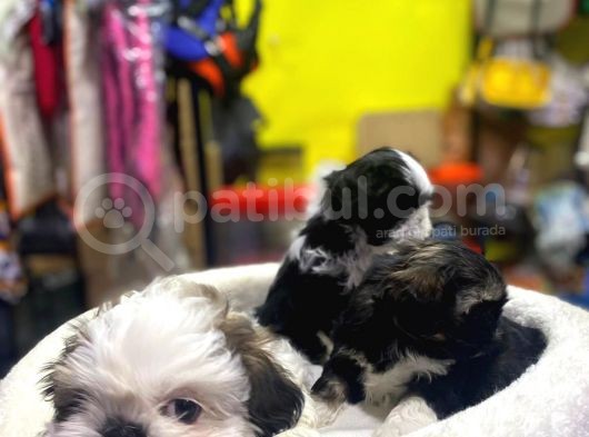 İlk Uygulamaları Yapıldı Sağlık Ve Irk Garantili Mükemmel Shih Tzu Yavruları görsel