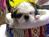 İlk Uygulamaları Yapıldı Sağlık Ve Irk Garantili Mükemmel Shih Tzu Yavruları