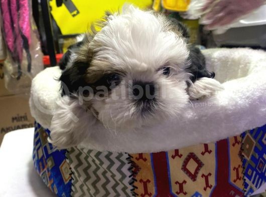 İlk Uygulamaları Yapıldı Sağlık Ve Irk Garantili Mükemmel Shih Tzu Yavruları görsel