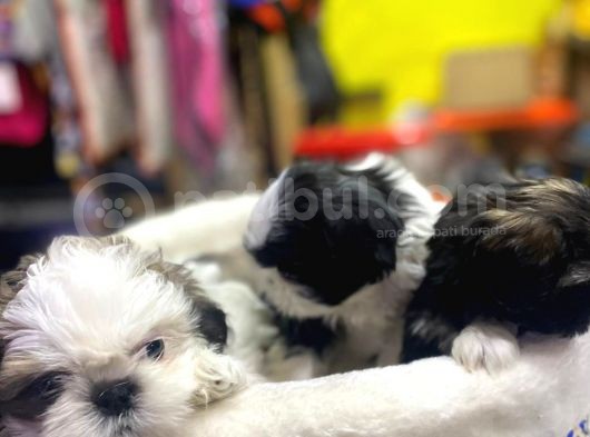 İlk Uygulamaları Yapıldı Sağlık Ve Irk Garantili Mükemmel Shih Tzu Yavruları görsel