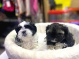 İlk Uygulamaları Yapıldı Sağlık Ve Irk Garantili Mükemmel Shih Tzu Yavruları