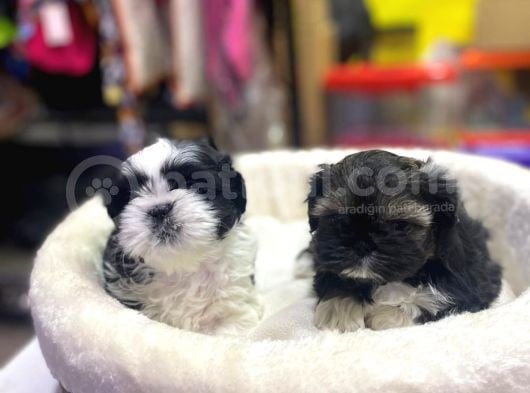 İlk Uygulamaları Yapıldı Sağlık Ve Irk Garantili Mükemmel Shih Tzu Yavruları görsel