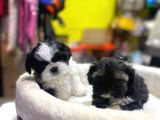 İlk Uygulamaları Yapıldı Sağlık Ve Irk Garantili Mükemmel Shih Tzu Yavruları