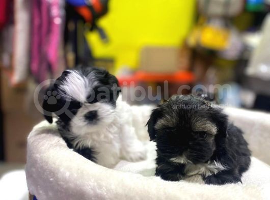 İlk Uygulamaları Yapıldı Sağlık Ve Irk Garantili Mükemmel Shih Tzu Yavruları görsel
