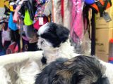 İlk Uygulamaları Yapıldı Sağlık Ve Irk Garantili Mükemmel Shih Tzu Yavruları