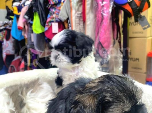 İlk Uygulamaları Yapıldı Sağlık Ve Irk Garantili Mükemmel Shih Tzu Yavruları görsel