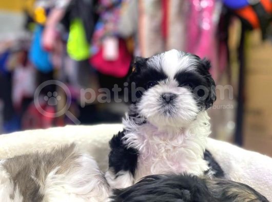 İlk Uygulamaları Yapıldı Sağlık Ve Irk Garantili Mükemmel Shih Tzu Yavruları görsel
