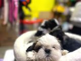 İlk Uygulamaları Yapıldı Sağlık Ve Irk Garantili Mükemmel Shih Tzu Yavruları