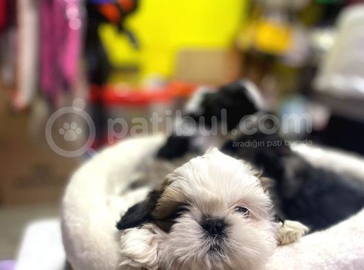İlk Uygulamaları Yapıldı Sağlık Ve Irk Garantili Mükemmel Shih Tzu Yavruları görsel