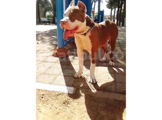 10 Aylık El Chapo görsel