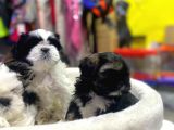 İlk Uygulamaları Yapıldı Sağlık Ve Irk Garantili Mükemmel Shih Tzu Yavruları