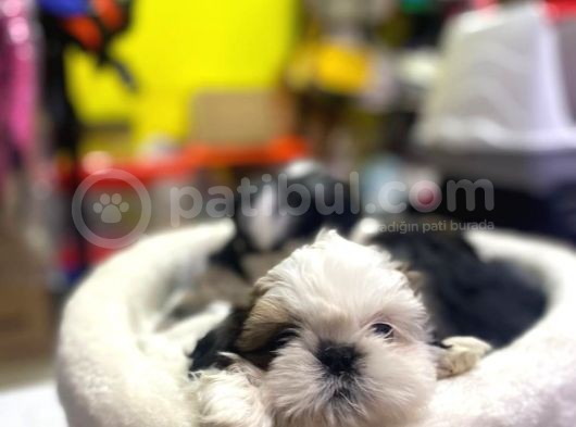 İlk Uygulamaları Yapıldı Sağlık Ve Irk Garantili Mükemmel Shih Tzu Yavruları