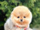 Safkan Pomeranian Boo Yavrularımız