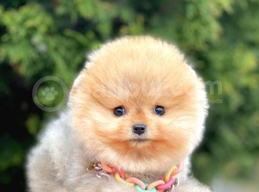Safkan Pomeranian Boo Yavrularımız görsel