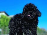 Safkan Mini Toy Poodle Yavrular