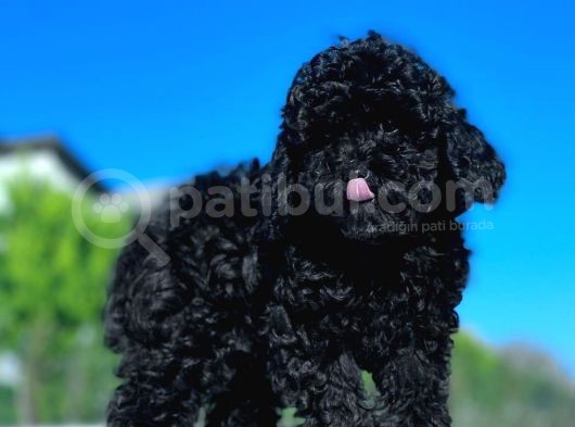 Safkan Mini Toy Poodle Yavrular